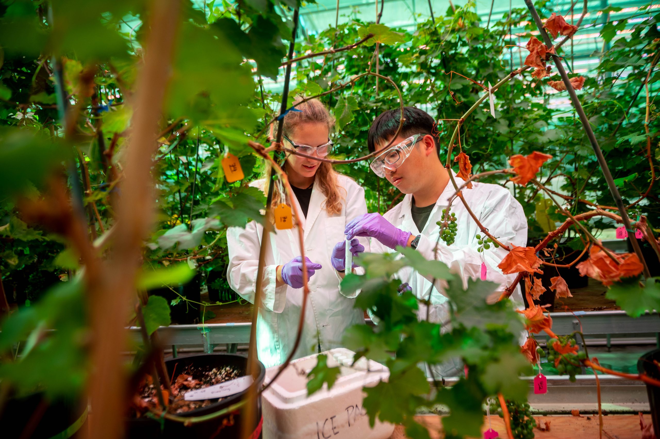 Greenhouse gas mitigation research summaries for BC agricultural commodities