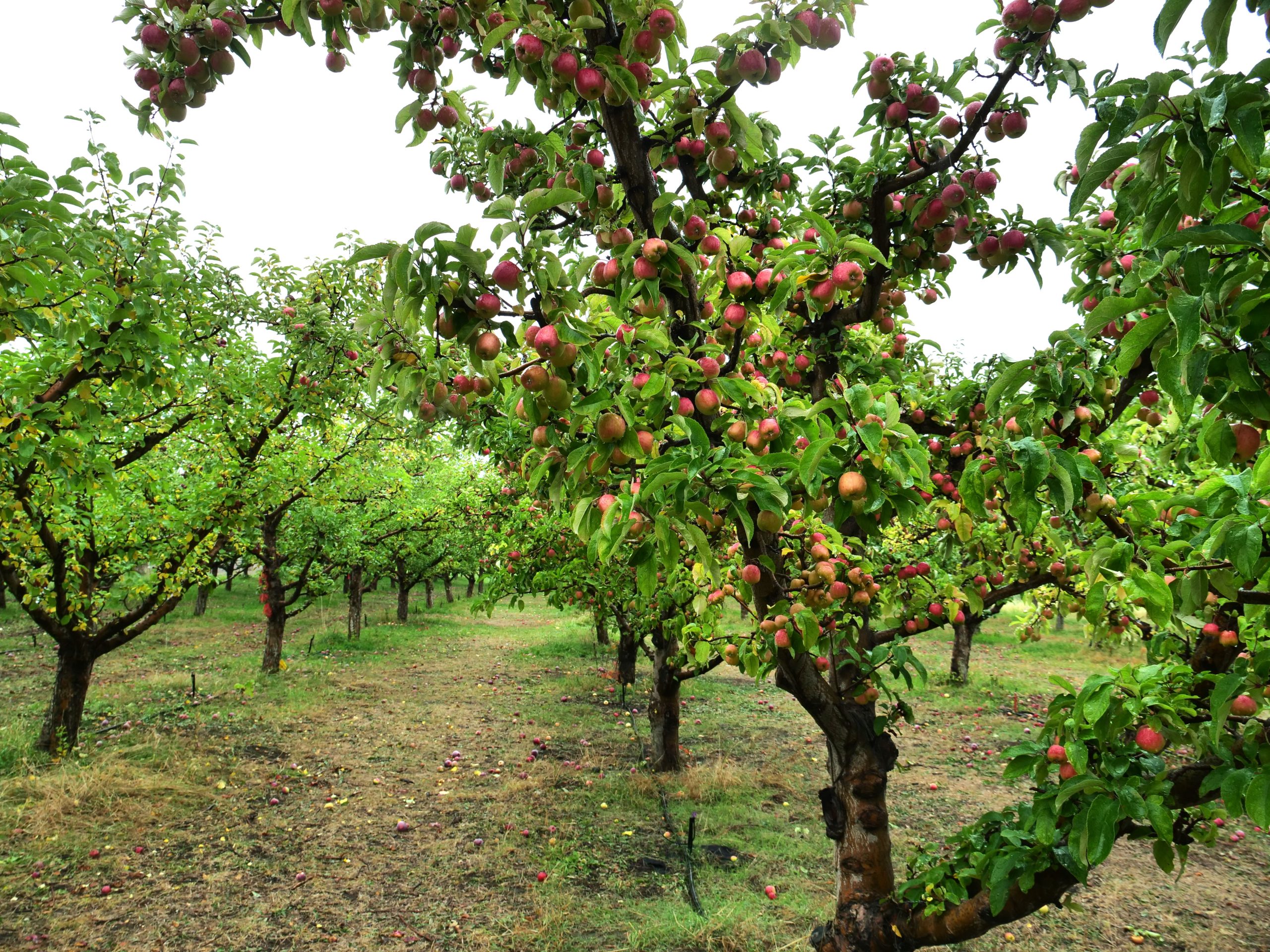 Managing orchards and vineyards for climate friendly outcomes